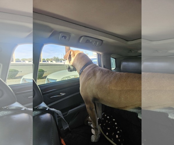 Medium Photo #7 Mutt Puppy For Sale in phoenix, AZ, USA
