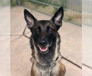 Mutt Dogs for adoption in Imlay City, MI, USA