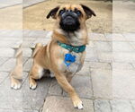 Small #4 Pug