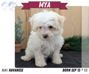 Medium Havanese