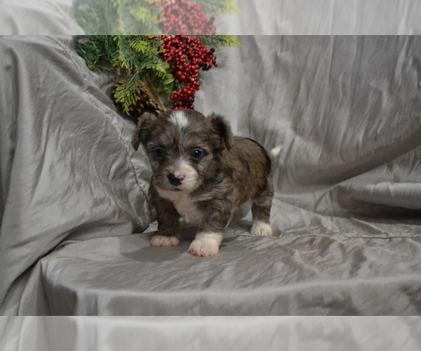 Full screen Photo #4 Chihuahua-Poodle (Toy) Mix Puppy For Sale in GREENWOOD, WI, USA