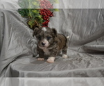 Small Photo #4 Chihuahua-Poodle (Toy) Mix Puppy For Sale in GREENWOOD, WI, USA