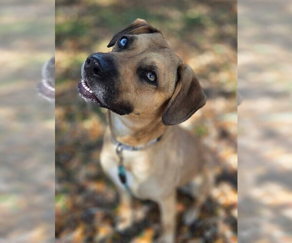 Medium Photo #3 Black Mouth Cur-Unknown Mix Puppy For Sale in Ocala, FL, USA