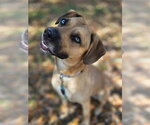Small #2 Black Mouth Cur Mix