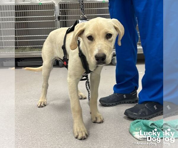 Medium Photo #3 Labrador Retriever-Retriever  Mix Puppy For Sale in Washington, DC, USA
