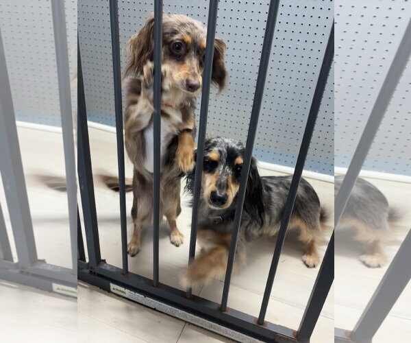 Medium Photo #2 Dachshund Puppy For Sale in York, SC, USA