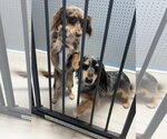Small #1 Dachshund