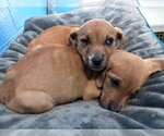 Small #4 Beagle Mix