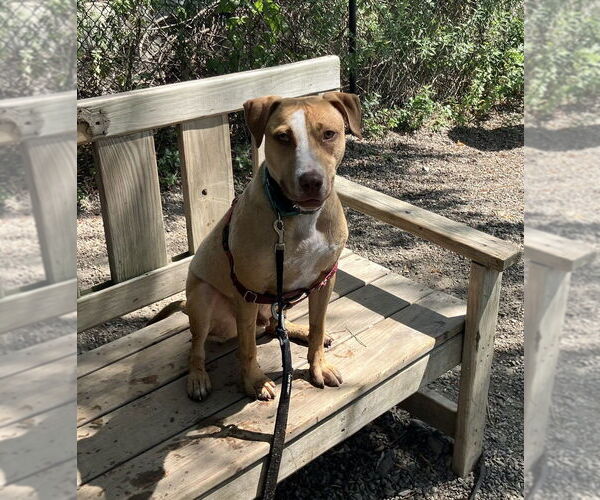 Medium Photo #3 Mutt Puppy For Sale in Elmsford, NY, USA