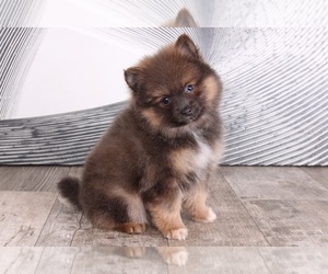 Pomeranian Puppy for sale in WESTPOINT, IN, USA