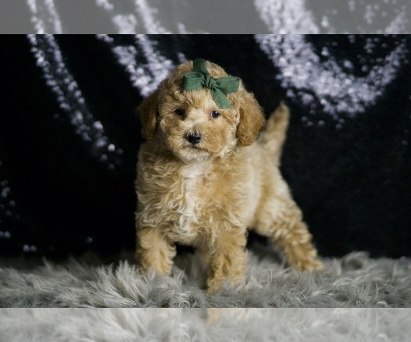 Medium Photo #3 Maltipoo (Miniature) Puppy For Sale in WARSAW, IN, USA