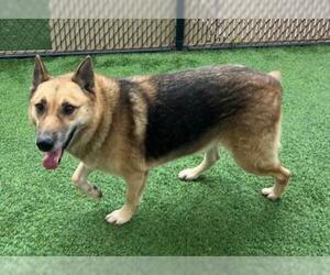 German Shepherd Dog Dogs for adoption in Norco, CA, USA