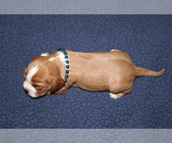 Medium Photo #2 Cavalier King Charles Spaniel Puppy For Sale in SPRING HILL, FL, USA