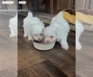 Maltese Puppy for sale in ODESSA, FL, USA