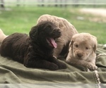 Small Photo #17 Labradoodle Puppy For Sale in JARRELL, TX, USA