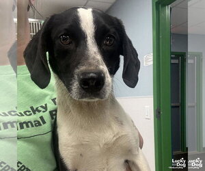 Beagle-Unknown Mix Dogs for adoption in Washington, DC, USA