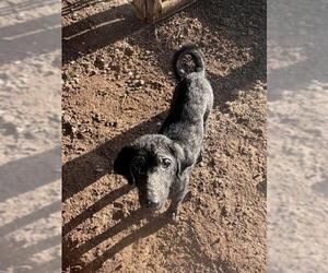 Chinese Shar-Pei-Unknown Mix Dogs for adoption in Conroe, TX, USA
