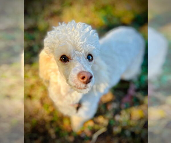Medium Photo #2 Poodle (Miniature) Puppy For Sale in Pacolet, SC, USA