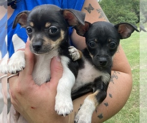 Chihuahua Puppy for sale in ORWELL, VT, USA