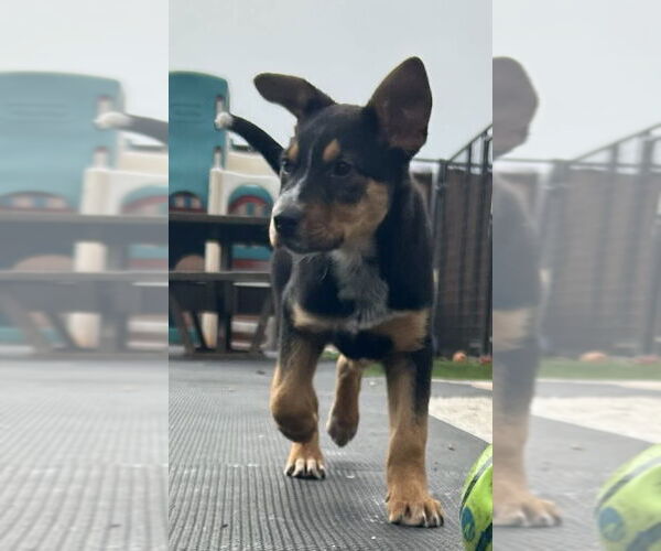 Medium Photo #10 Mutt Puppy For Sale in Highland, IL, USA