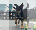 Small #9 Mutt