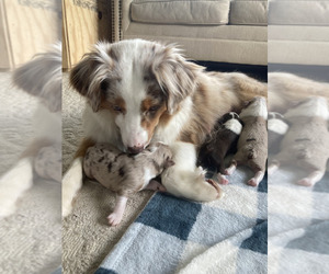 Mother of the Miniature American Shepherd puppies born on 04/28/2023