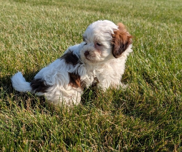 Medium Photo #6 ShihPoo Puppy For Sale in GOSHEN, IN, USA
