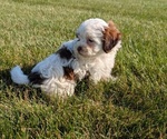 Small #5 ShihPoo