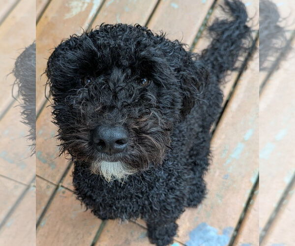 Medium Photo #3 Bichon Frise-Unknown Mix Puppy For Sale in Newfoundland, PA, USA