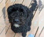 Small #2 Bichon Frise Mix