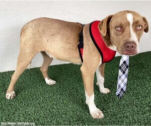Roger - Male American Staffordshire Terrier-Unknown Mix Dog for Adoption - Photo #2