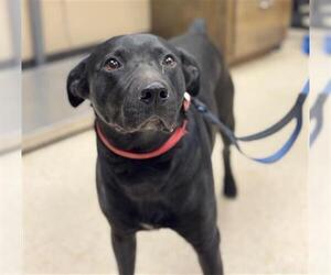 Labrador Retriever-Unknown Mix Dogs for adoption in Conroe, TX, USA