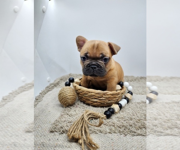 Medium Photo #13 French Bulldog Puppy For Sale in CONCORDIA, KS, USA