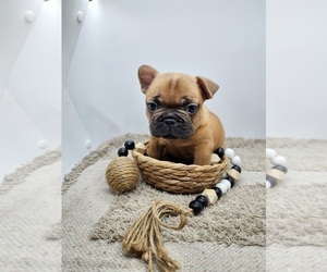 Medium French Bulldog
