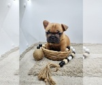 Puppy Daisy French Bulldog