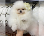 Small #6 Miniature Spitz