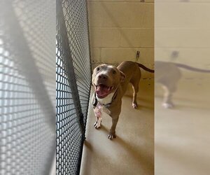 American Pit Bull Terrier Dogs for adoption in Lufkin, TX, USA