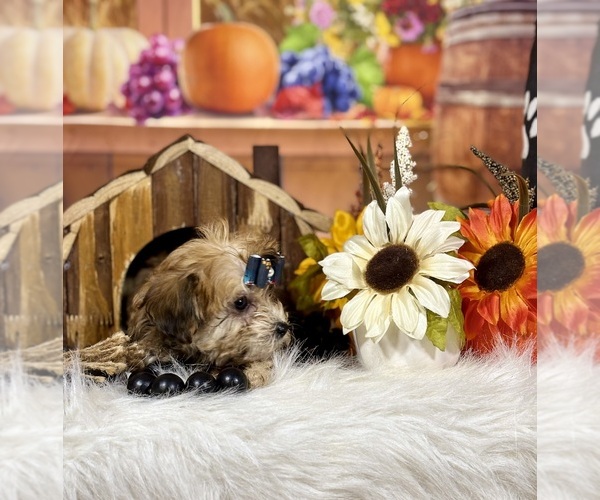 Medium Photo #15 Yo-Chon Puppy For Sale in RIPLEY, MS, USA