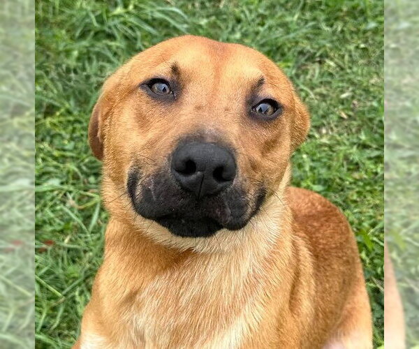 Medium Photo #1 Mutt Puppy For Sale in Canton, CT, USA