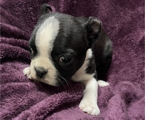 Medium Photo #4 Boston Terrier Puppy For Sale in KALONA, IA, USA