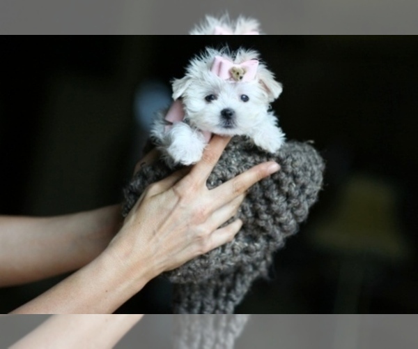 Medium Photo #3 Maltese Puppy For Sale in NAPLES, FL, USA