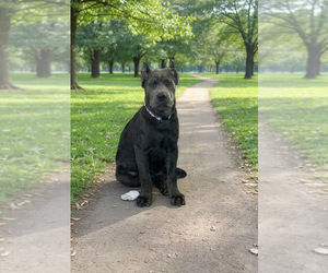 Cane Corso Puppy for sale in HESPERIA, CA, USA