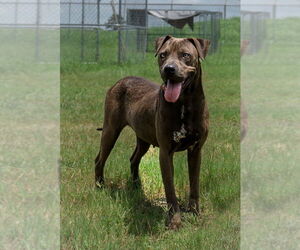 Mutt Dogs for adoption in Abbeville, LA, USA