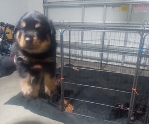 Rottweiler Puppy for sale in GREENACRES, FL, USA