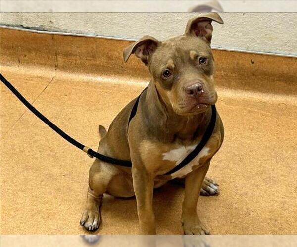 Medium Photo #1 American Pit Bull Terrier-Unknown Mix Puppy For Sale in Martinez, CA, USA