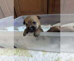 Puppy Hutch Puppy 2 Cairn Terrier