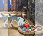 Small #3 Pomsky