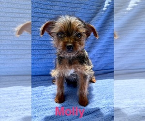 Yorkshire Terrier Puppy for Sale in FAIR HAVEN, Michigan USA