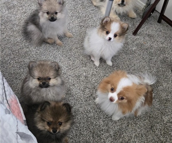 Medium Photo #1 Pomeranian Puppy For Sale in MENIFEE, CA, USA