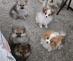 Small Pomeranian
